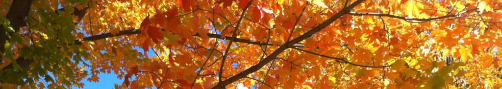 Autumn-Banner-5